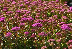 Image result for Sedum tel. Munstead Dark Red