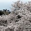 Image result for Sakura Cherry Blossom Tree Kintai Bashi