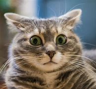 Image result for Cat Looking Shocked