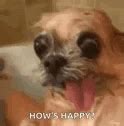 Image result for Derp Dog Meme