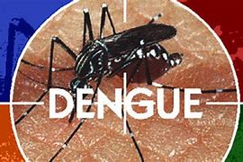 Image result for About Dengue