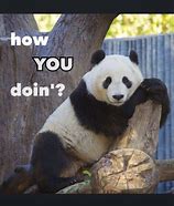 Image result for Panda Buy Packing Meme