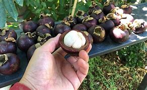 Image result for Purple Mangosteen