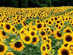 Image result for Sunflower Background Wallpaper