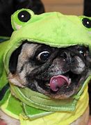 Image result for Pug Funny Face