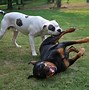 Image result for Pit Bull Fighting