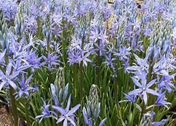 Image result for Camassia leichtlinii Blue Candle