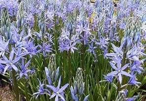 Image result for Camassia leichtlinii Blue Candle