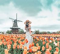 Image result for holland tulips festival