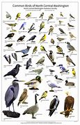 Image result for Identify Bird in Photo