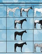 Image result for Appaloosa Horse Color Patterns