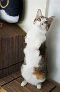 Image result for Two Leg Cat Meme