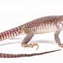 Image result for Snow Gecko Lizard