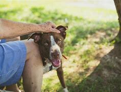 Image result for Man Petting Dog