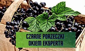 Image result for co_to_za_ziarno_pyłku