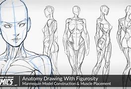 Image result for Anatomy Study Drawing