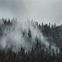 Image result for Morning Forest Fog