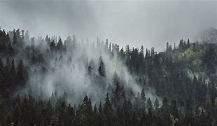 Image result for Fog Forest Wallpaper 1200X160