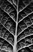 Image result for Smooth Texture Photography