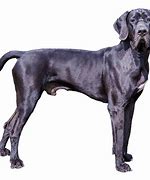 Image result for Free Photo Great Dane Couch