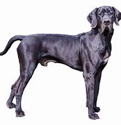 Image result for Blue Great Dane Couch