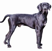 Image result for Great Dane On Couch