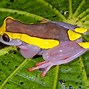 Image result for Colored Tree Frog