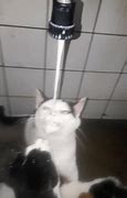 Image result for Cat Sitting and Drinking Milk Meme