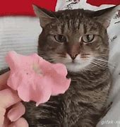 Image result for Cat Can't Handle Flower