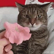 Image result for Cat with Flower On Head Meme