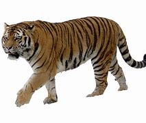 Image result for Tiger Wrestling SVG