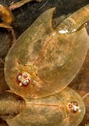 Image result for Desert Tadpole Shrimp