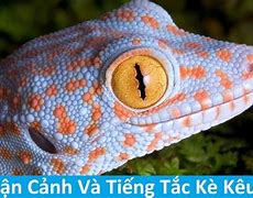 Image result for Tắc Kè Hoa Meme