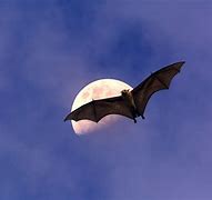 Image result for Bats in Sky