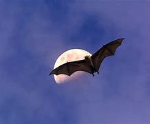 Image result for Sky Bat