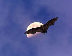 Image result for Flying Bats Images