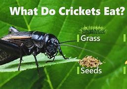 Image result for Eat Crickets