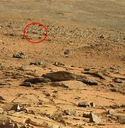 Image result for Animals On Mars