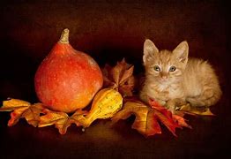 Image result for Kitten Thanksgiving Desktop Wallpaper
