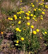 Image result for Yellow Button Shrub