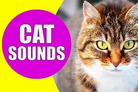 Image result for Cat Meow Sound