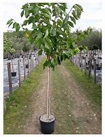 Image result for Prunus avium Bigarreau Moreau