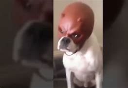 Image result for Dog Wearing Mask Meme