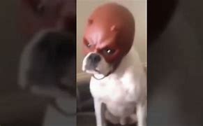 Image result for Dog with Devil Mask Meme