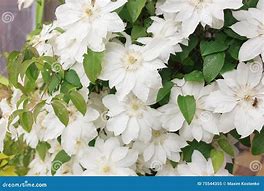 Image result for Weiße Clematis Monet