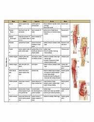 Image result for Muscle Comparison Chart