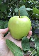 Image result for Apple Types A-Z