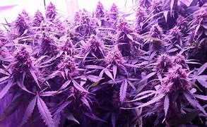 Image result for Purple Weed Background