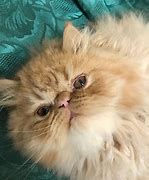 Image result for Bella Persian Cat
