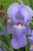 Image result for Iris Cutie (Germanica-Group)
